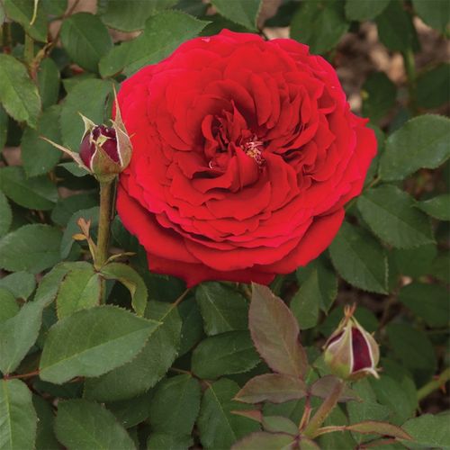 Vörös - Teahibrid virágú - magastörzsű rózsafa- egyenes szárú koronaforma